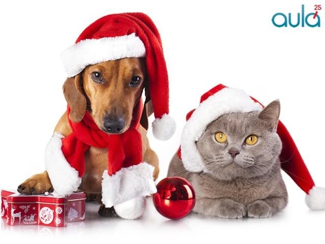 Charla online sobre el cuidado de las mascotas durante las fiestas
